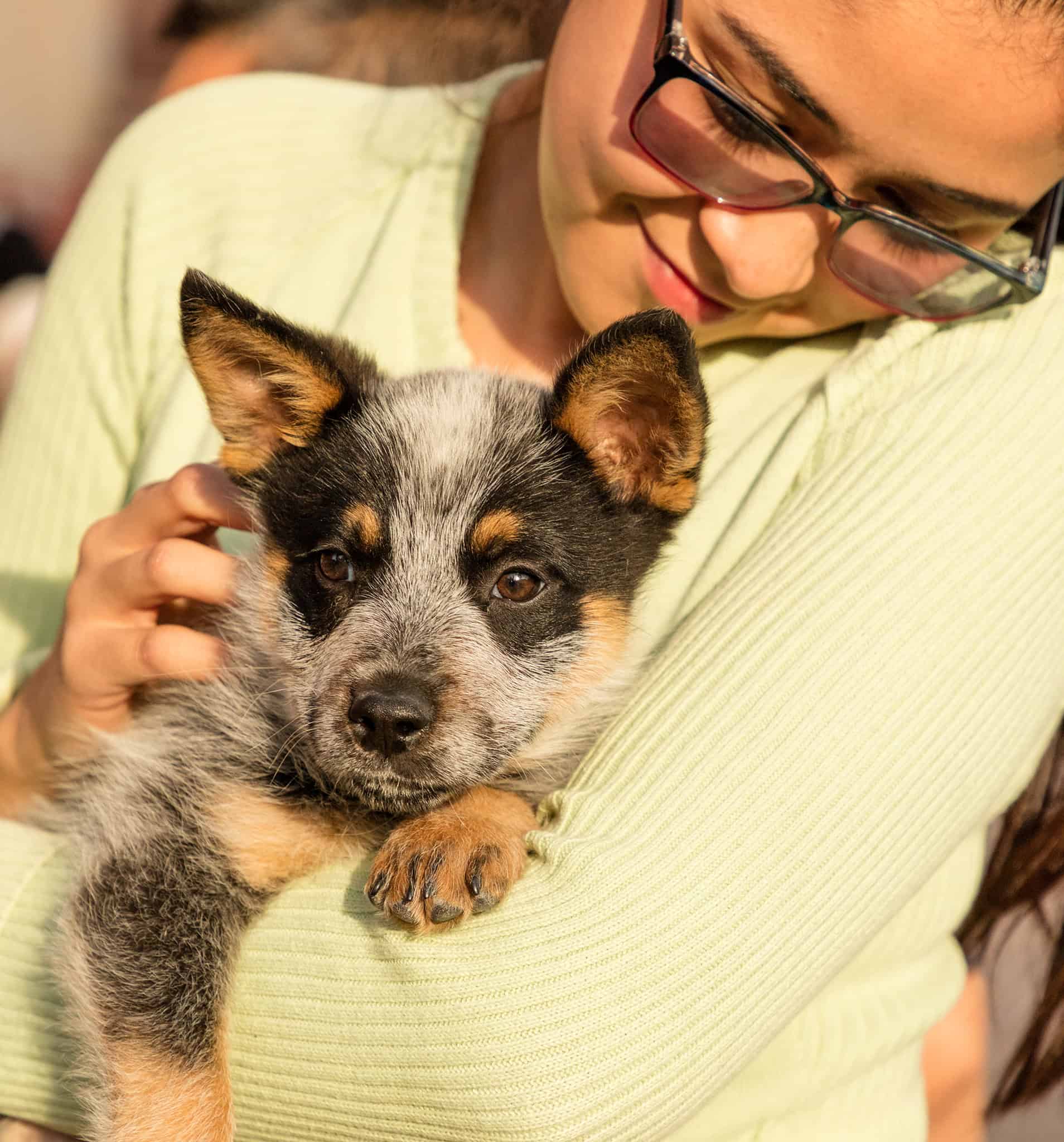 Cute Australian Shepherd puppy being cuddled by a woman with glasses in San Miguel.